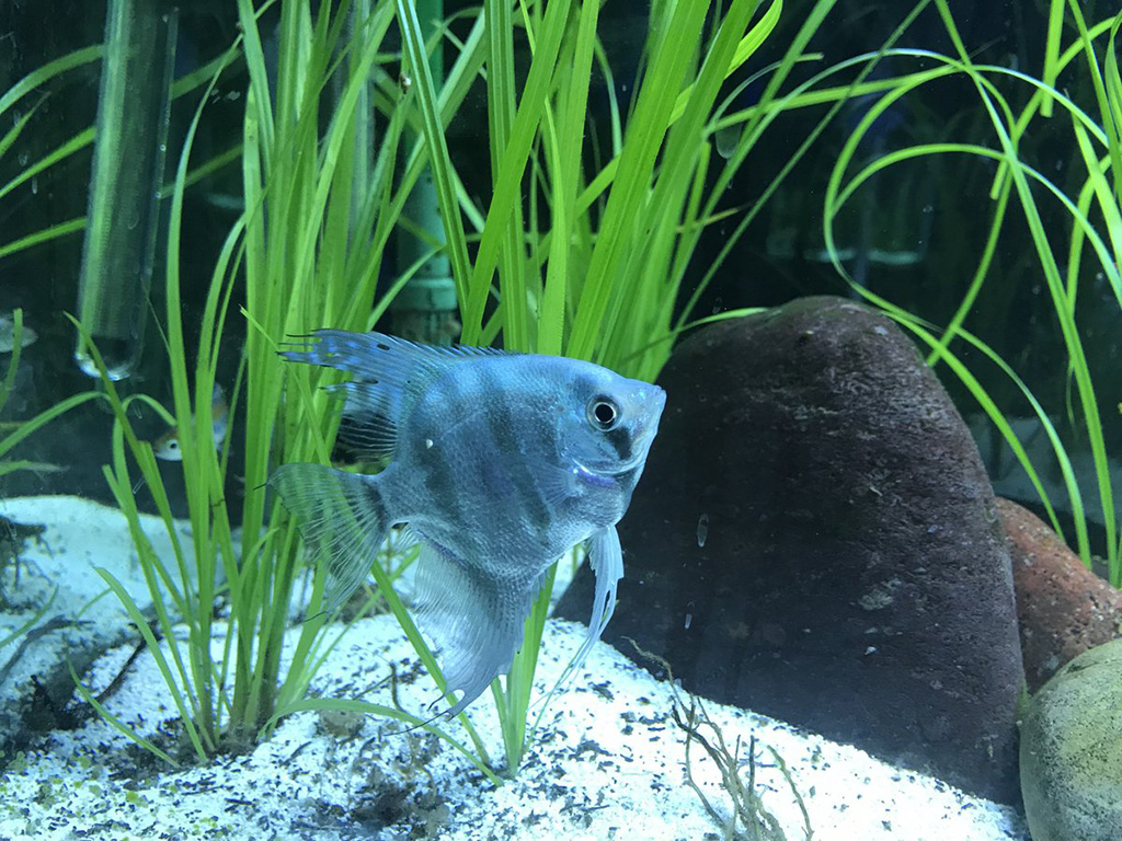 Silver Angelfish