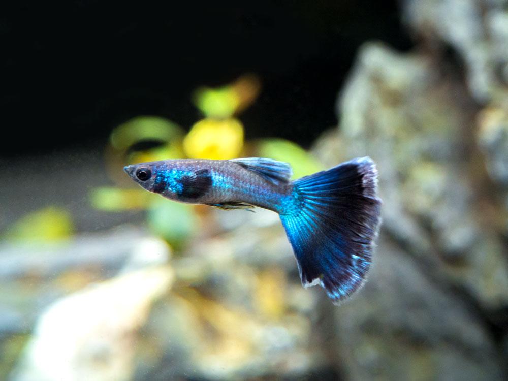 Blue Moscow Guppy