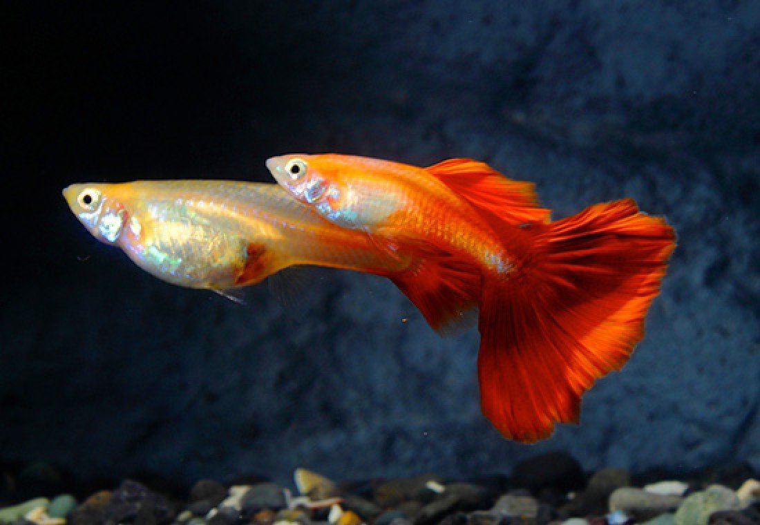 Red Guppy