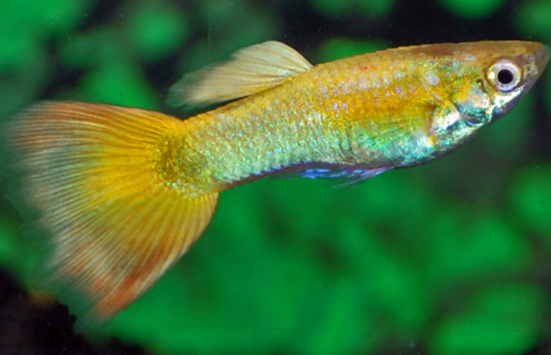 Yellow Tuxedo Guppy