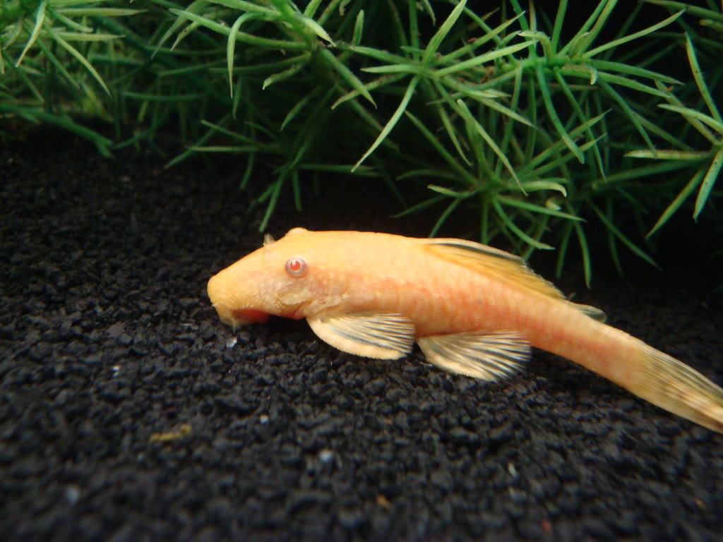 Albino Pleco