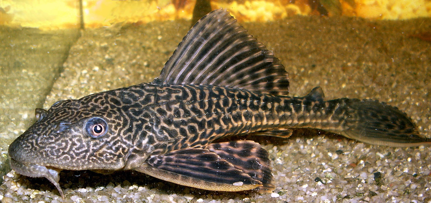 Chocolate Pleco