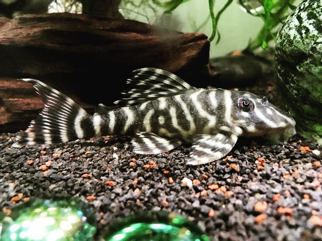 Zebra Pleco